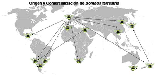 Figura 2. Distribución mundial del abejorro euroasiático Bombus terrestris.