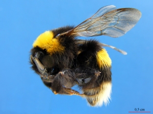 Figura 1. Detalle del abejorro euroasiático Bombus terrestris.