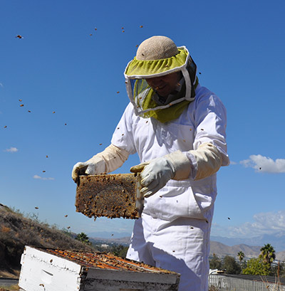 Honeybee_hives
